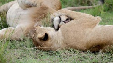 Masai Mara 'da bakıcılık yaptıktan sonra dişi aslan çimenlerde yuvarlanıyor.