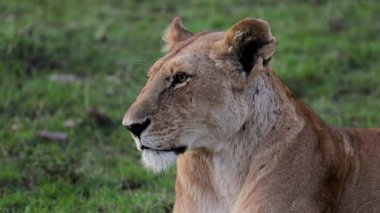 Dişi aslan başlarını yana doğru çevirir ve Masai Mara 'da kamera değişimlerine odaklanırken diğer tarafa bakar.