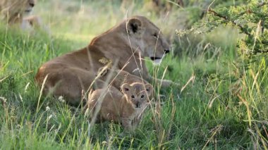 Dişi aslanlar arka planda dinlenirken meraklı aslan yavrusu ileriye bakıyor.