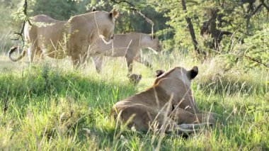Diğer dişi aslanlar güneşli Masai Mara otlaklarında yürürken aslan yavrusu hemşireler...