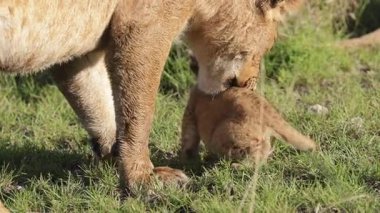 Dişi aslan güneşli Masai Mara çimlerinde neşeli bir yavru yakalar.
