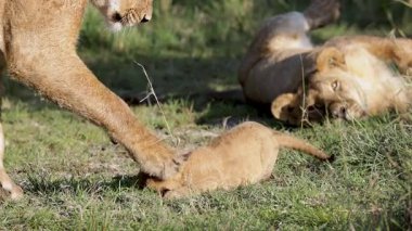 Dişi aslan, Masai Mara otlaklarında küçük aslan yavrusunun kafasını nazikçe itiyor.
