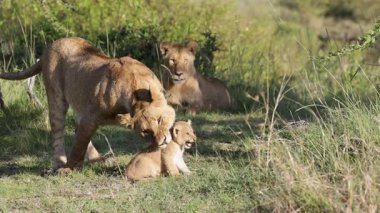 Dişi aslan diğer dişi aslan izlerken yavru aslanları yavaş çekimde yakalıyor.