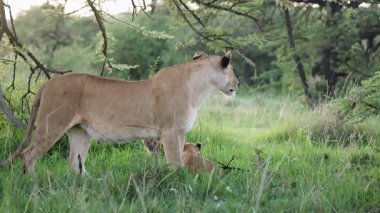 Dişi aslan, Masai Mara 'da onun altında toplanan küçük aslan yavrularını dikkatle izler.