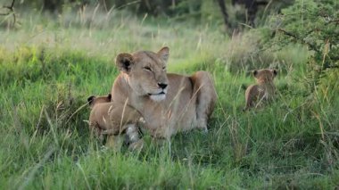 Masai Mara 'da çimenli bir mesafeden yaklaşan dişi aslan yavrularıyla dinleniyor.