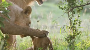 Dişi aslan, altın sabah otlarında küçük yavrularla etkileşime geçmek için başını eğiyor.
