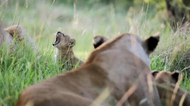Küçük aslan yavrusu, uzun otların arasında dişi aslanların yanında dinlenirken esniyor. 