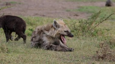Benekli sırtlan, Masai Mara ovalarında dinlenirken esniyor.