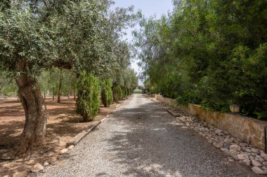 Düz çakıl yolu, zeytin ağaçları ve yoğun yeşil çalılarla çevrili taş duvarlar.