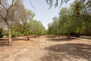 Açık yaz günışığında kurak arazide büyüyen eşit aralıklı biber ağaçları.