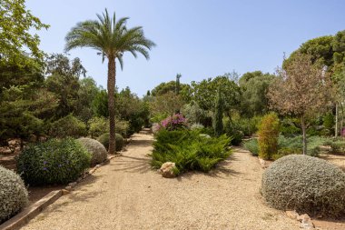 Colorful sunlit garden with palm, shrubs, flowers, and gravel path on a summer day