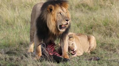 Erkek ve dişi aslanlar, Masai Mara otlaklarında antiloplarla besleniyor.