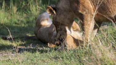 Dişi aslan, otlak Afrika savanasındaki yavrusuyla neşe içinde etkileşime girer.