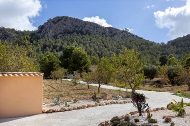 Eğri asfalt yol dağ ormanı ve bahçe bitkileriyle kurak arazide rüzgarlar esiyor..