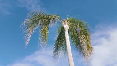 Uzun tropikal palmiye ağaçları açık mavi gökyüzünün altında sallanıyor.
