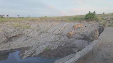 Vahşi doğada Rocky Stream 'de iki dişi aslan yürüyor.