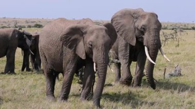 Afrika filleri Masai Mara çayırlarında gün ışığında yavaşça yürüyor.