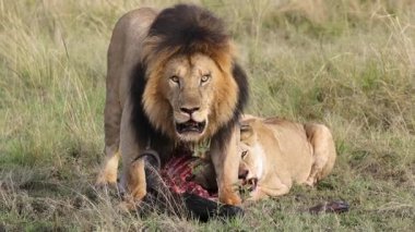 Erkek ve dişi aslanlar Masai Mara otlaklarında taze avlanarak besleniyorlar.