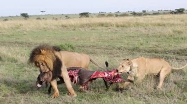 Erkek ve yakalı dişi aslan, antilop leşini ağır çekimde sürüklüyor, Masai Mara.