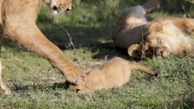 Dişi aslan yavaşça pençelerini yavaş çekimde oynak yavru, Masai Mara otlağı