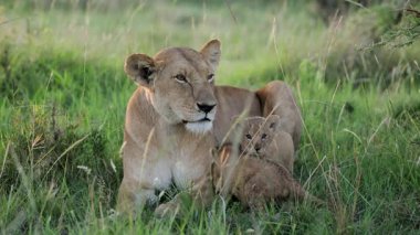 Dişi aslan uzun otların arasında yavrusuyla dinleniyor, Masai Mara.