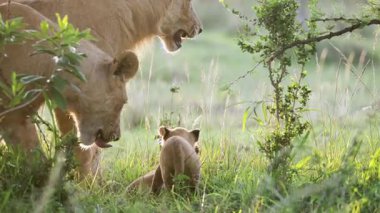 Dişi aslanlar, altın sabah ışığında genç yavrularla etkileşime girer. Ağır çekimde Masai Mara.