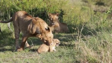 Dişi aslan, neşeli yavruyu yavaşça ısırır. Kardeş, yavaş çekimde, Masai Mara 'yı izlerken.