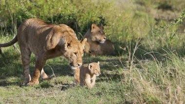 Yavaş hareket eden dişi aslan, dinlenen gururlu üyesiyle birlikte Masai Mara otlağında oynak yavruya çelme takıyor.