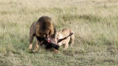 Yavaş hareket eden erkek aslan, aslanın Masai Mara 'yı takip ettiği gibi antilop leşini sürüklüyor.