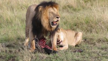Yavaş hareket eden erkek aslan, Masai Mara 'da dişi aslan beslenirken antilop leşini koruyor.