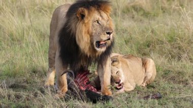 Erkek ve Dişi Aslanlar İskelet Masai Mara Yavaş Hareketiyle Besleniyor