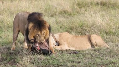 Erkek Aslan Antilop Sürüklüyor Masai Mara Yavaş Hareketi