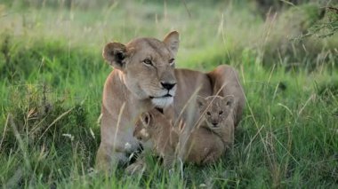 Dişi aslan Çimenlerde Yavrularla Dinleniyor Masai Mara Yavaş Hareketi