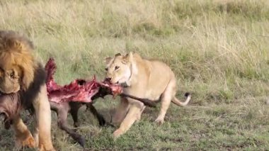Erkek aslan, yakalı dişi aslan gibi antilop leşini sürüklüyor.