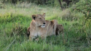 Dişi aslan, yanında yavrusuyla çimenlerde dinleniyor.