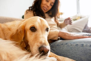 Golden retriever köpeği dinleniyor, kanepede bir kadınla arkadaşlık kuruyor, o evde çalışırken rahatlıyor, evcil hayvan sahipliğini kucaklıyor.