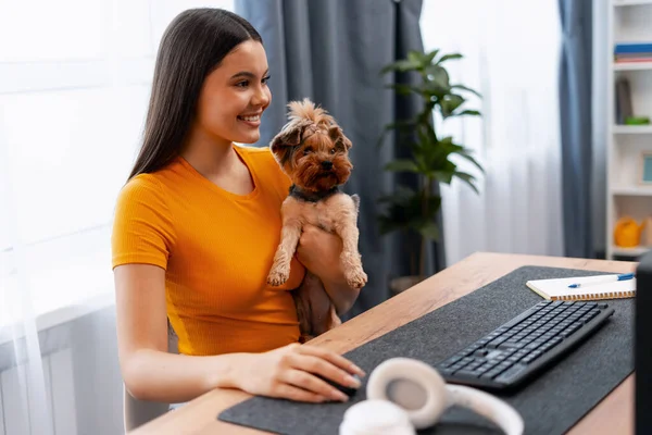 Yorkshire Terrier 'de çalışan bir kadın. Uzaktan kumandalı iş ve hayvan arkadaşlığını birleştiriyor.
