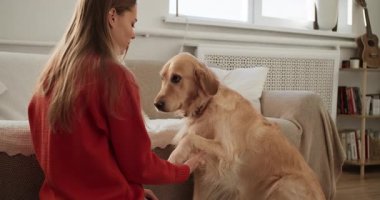 İtaatkar Golden Retriever 'ını eğiten genç bir kadın köpeğe rahat bir oturma odasında pençe atmayı öğretiyor.