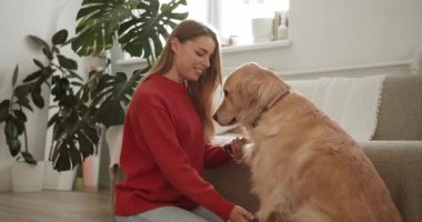 Gülümseyen genç bir kadın, sevimli Golden Retriever 'ıyla rahat bir oturma odasında öğretmenlik yapıyor ve oynuyor.