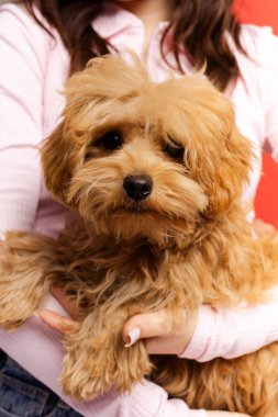 Küçük kahverengi köpeği tutan genç ve güzel bir kadın kameraya yakından bakıyor. Evcil hayvan konseptine bayılırım.