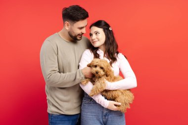 Mutlu, gülümseyen bir çift küçük kahverengi köpeği kucaklıyor ve kırmızı arka planda izole edilmiş kameraya bakıyor. Hayvan, hayvan konseptine bayılırım.