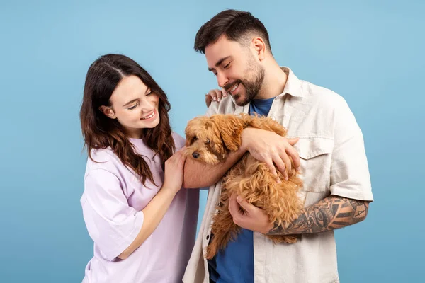 Güzel aşık bir çift, yakışıklı bir adam ve neşeli bir kadın küçük sevimli bir köpek tutuyor, mavi arka planda soyutlanmış bir şekilde sarılıyorlar. Hayvan konseptine bayılırım.