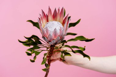 Egzotik bir kral olan protea 'nın elini tutarak eşsiz desenlerini ve canlı rengini sergiliyor.