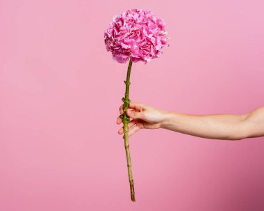 Güzel pembe bir ortanca çiçeğini el paylaşımı, güzelliği sembolize eder, kutlar ve verir.