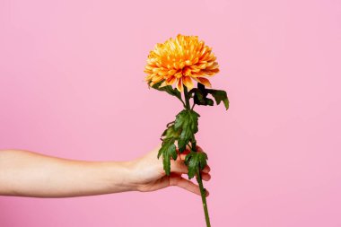 Portakal rengi bir kasımpatı çiçeğini tutarak pembe bir arka plana karşı bir nezaket hediyesi sunuyorum.