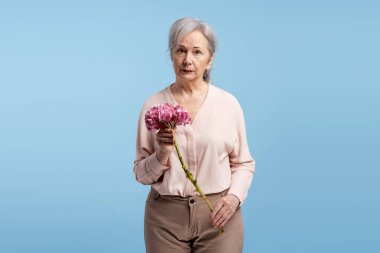 Ciddi, gri saçlı, pembe çiçekli bir kadın. Ortanca, mavi arka planda izole edilmiş kameraya bakıyor. Doğum günü, Kadın Günü konsepti