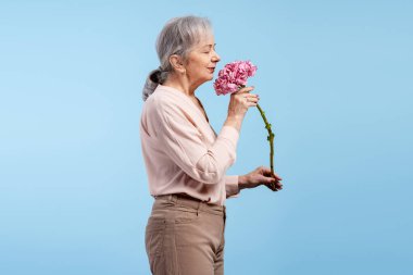 Mavi arka planda izole edilmiş kameraya bakan pembe çiçekli yaşlı gri saçlı kadın. Doğum günü, Kadın Günü konsepti