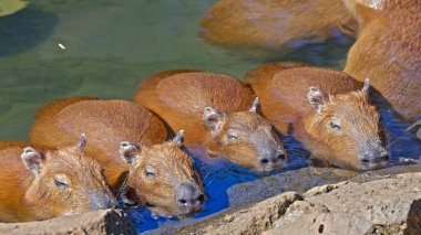 Ormanın yanındaki su havuzlarında yüzen bir kapibara sürüsünün görüntüsü.