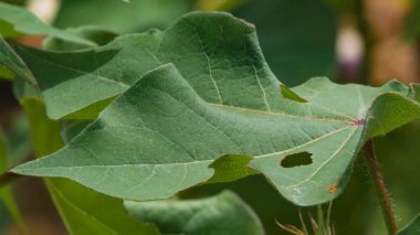Pamuk yaprakları haşereler tarafından istila edilmiş ve dezenfekte ediliyor.