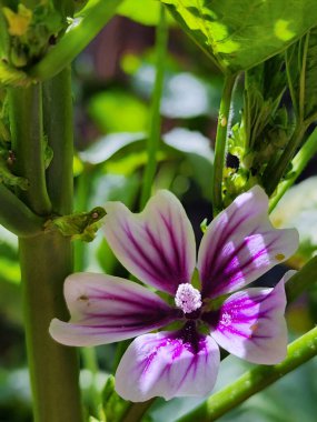 Buhardan önce haşerelerin istila ettiği bitki ve çiçeklerin manzarası
